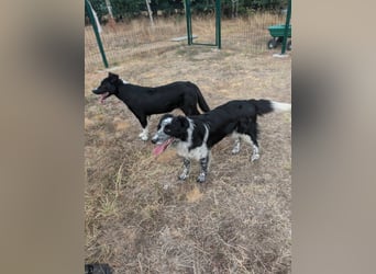 Nessa, geboren 01.10.2025, 43cm sucht ihr Zuhause