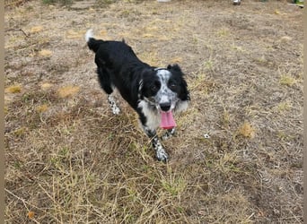 Nessa, geboren 01.10.2025, 43cm sucht ihr Zuhause