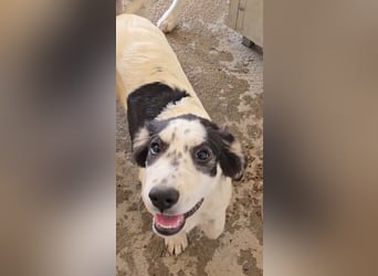 Jessy: aufgeweckte Zuckerschnute