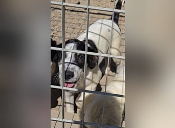 Joschi: kleiner Fratz sucht Kuschelplatz