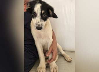 Joschi: kleiner Fratz sucht Kuschelplatz