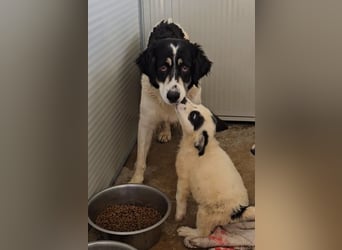 Jacco: kleiner Schelm sucht Körbchen