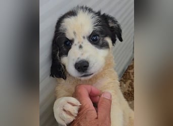 Jessy:  Welpenmädchen sucht ihr Glück
