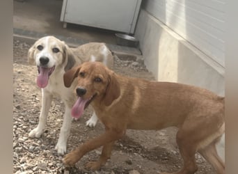 Buffy: ein Schatz für "Überall mit dabei"