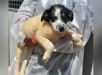 Joschi: kleiner Fratz sucht Kuschelplatz