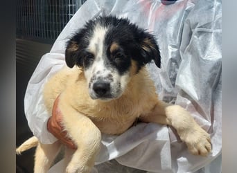 Joschi: kleiner Fratz sucht Kuschelplatz