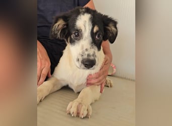 Joschi: kleiner Fratz sucht Kuschelplatz