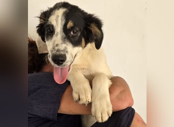 Joschi: kleiner Fratz sucht Kuschelplatz