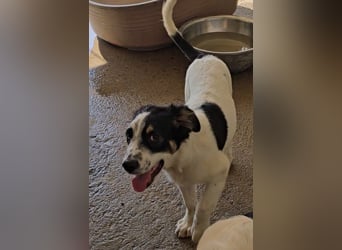 Joschi: kleiner Fratz sucht Kuschelplatz