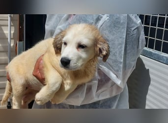 Jessy:  Welpenmädchen suchen ihr Glück