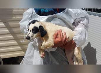 Jacco: kleiner Schelm sucht Körbchen