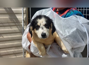 Jessy:  Welpenmädchen suchen ihr Glück
