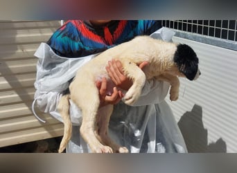 Jacco: kleiner Schelm sucht Körbchen