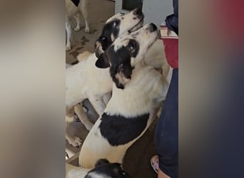 Jessy: aufgeweckte Zuckerschnute