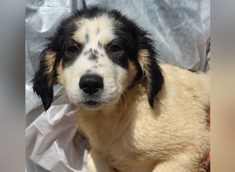 Jessy:  Welpenmädchen suchen ihr Glück