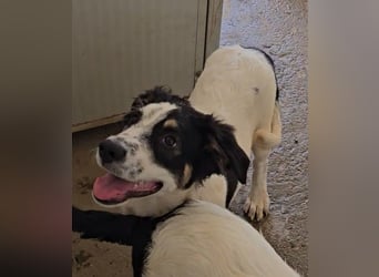 Joschi: kleiner Fratz sucht Kuschelplatz