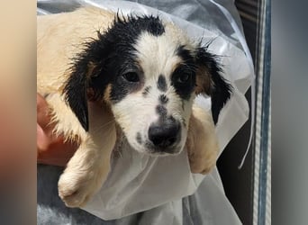 Jacco: kleiner Schelm sucht Körbchen