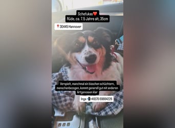 Verspielter Schefukas