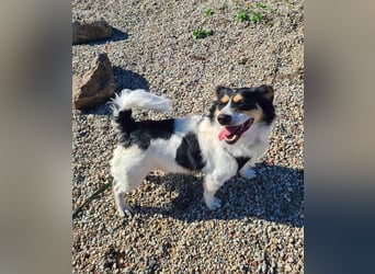 Verspielter Schefukas