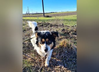 Verspielter Schefukas