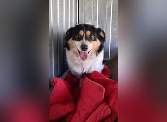 Verspielter Schefukas