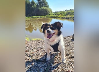 Verspielter Schefukas