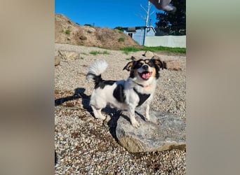 Verspielter Schefukas