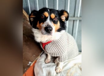 Verspielter Schefukas