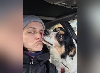 Verspielter Schefukas