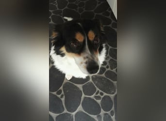 Verspielter Schefukas