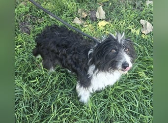 Birdie - Potential zum Familienhund