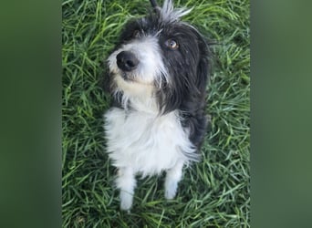 Birdie - Potential zum Familienhund