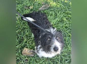 Birdie - Potential zum Familienhund