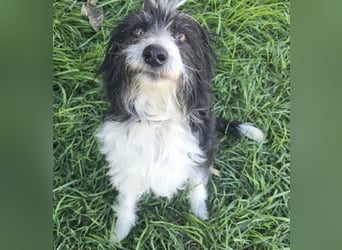 Birdie - Potential zum Familienhund