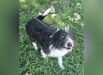 Birdie - Potential zum Familienhund