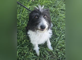 Birdie - Potential zum Familienhund