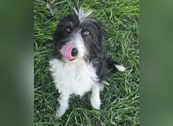 Birdie - Potential zum Familienhund