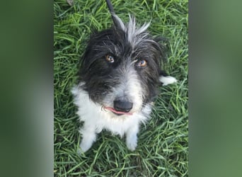 Birdie - Potential zum Familienhund