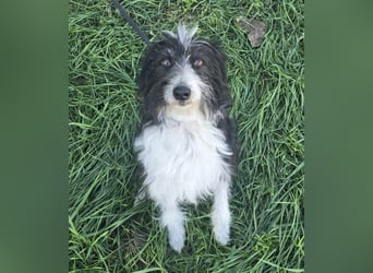 Birdie - Potential zum Familienhund