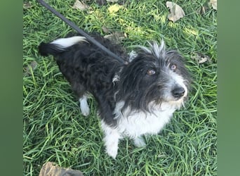 Birdie - Potential zum Familienhund