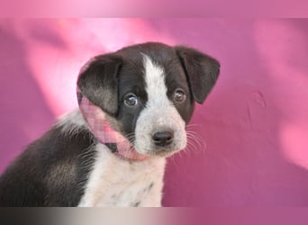 Bist du bereit, Bablo auf seinem Weg ins Leben zu begleiten?