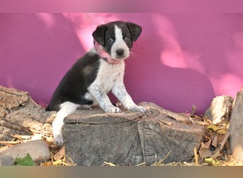 Bist du bereit, Bablo auf seinem Weg ins Leben zu begleiten?