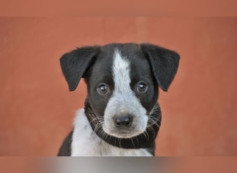 Bist du bereit, Bablo auf seinem Weg ins Leben zu begleiten?