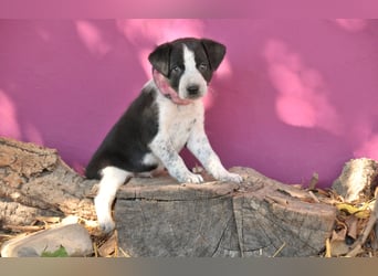 Bist du bereit, Bablo auf seinem Weg ins Leben zu begleiten?