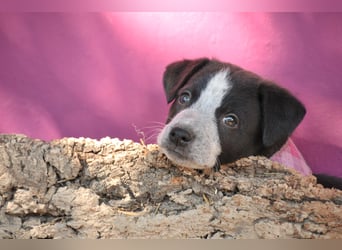 Bist du bereit, Bablo auf seinem Weg ins Leben zu begleiten?