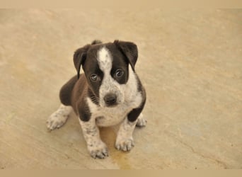 Bist du bereit, Bablo auf seinem Weg ins Leben zu begleiten?