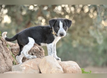Bist du bereit, Bablo auf seinem Weg ins Leben zu begleiten?