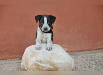Bist du bereit, Bablo auf seinem Weg ins Leben zu begleiten?