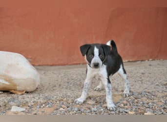 Bist du bereit, Bablo auf seinem Weg ins Leben zu begleiten?