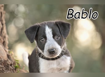 Bist du bereit, Bablo auf seinem Weg ins Leben zu begleiten?